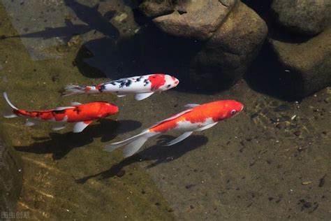 養魚入門